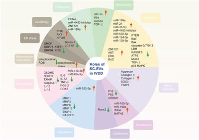 Extracellular Vesicles Derived From Stem Cells in Intervertebral Disc Degeneration